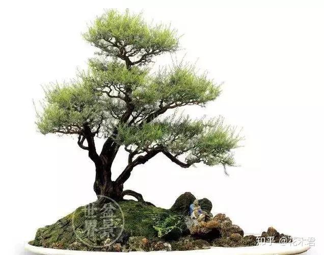 冷门品种:岗松的鉴赏与栽培养护 - 知乎