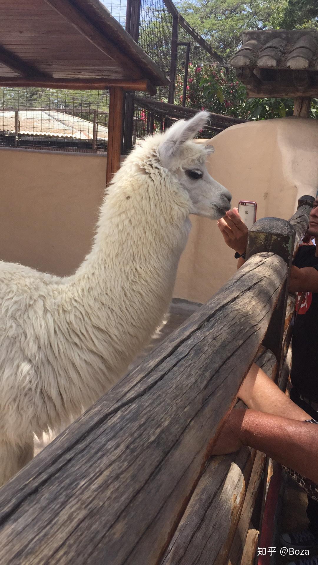 草泥马是alpaca还是llama两者的区别主要是什么