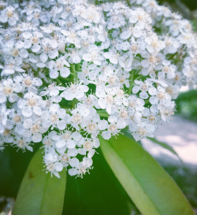 无辜的 恶之花 石楠花 知乎