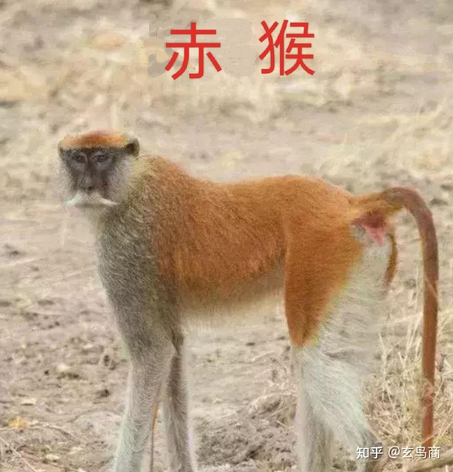 《山海经》之天吴 - 知乎