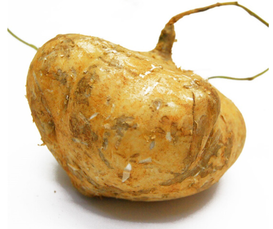 夏季养生你对沙葛了解多少低音号养生