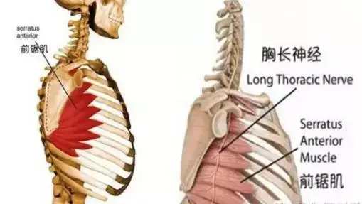 练好前锯肌,雕刻霸气“鲨鱼线”! - 知乎