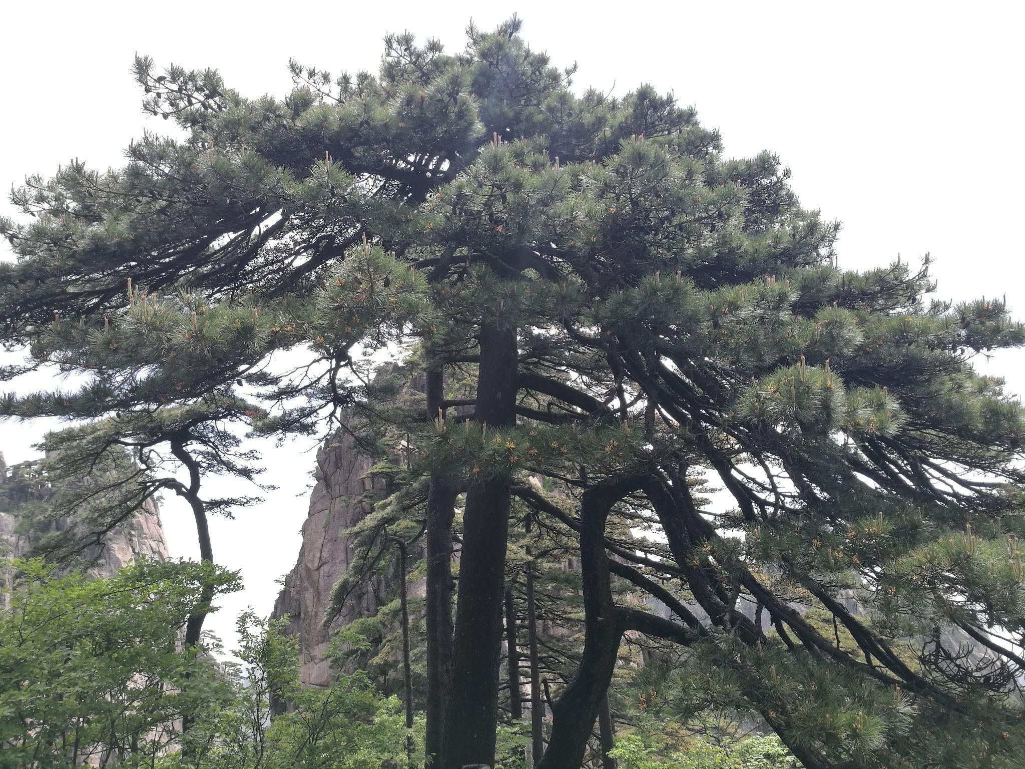 求黄山简单精髓的旅游路线攻略,有推荐吗? - 知乎