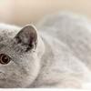 猫咪常见病系列之u2014u2014猫自发性膀胱炎（诊断治疗篇） - 知乎
