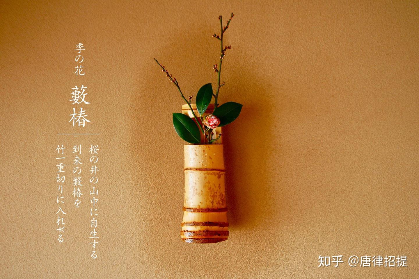 椿花,(山茶花)--日本庭園中必不可少的花 - 知乎