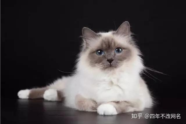 伯曼猫和布偶猫怎么区分这只是什么猫