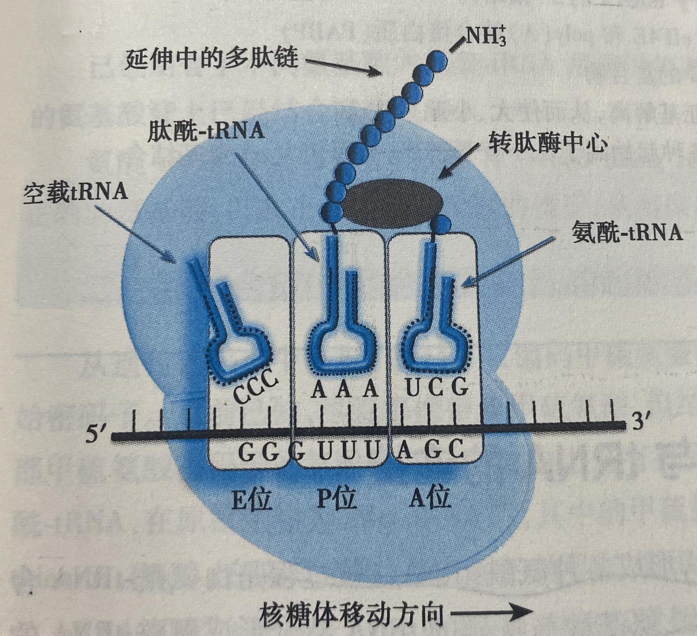 能否详细讲一下复制转录翻译的过程？ - 知乎