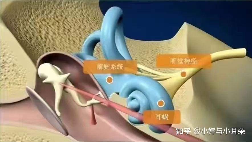 你真的明白“听到”与“听懂”的差别吗👂 - 知乎