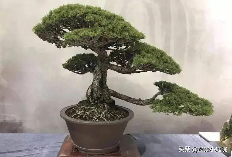 6种高端松树盆景,日本品种占一半,最后1个却是中国一级保护植物 - 知乎