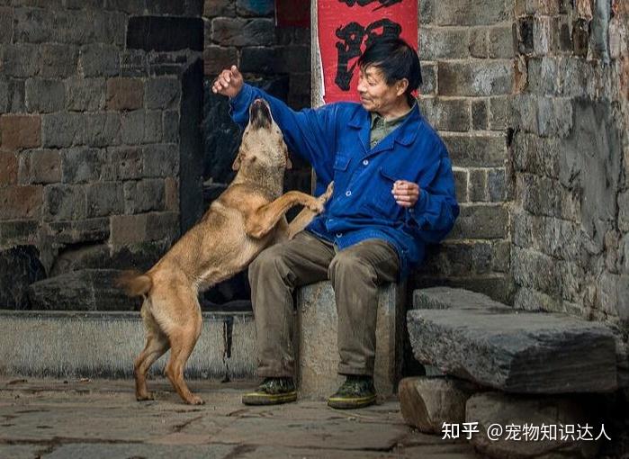 为什么在80年代，城里几乎没有养狗的？大概是这几个原因！ - 知乎