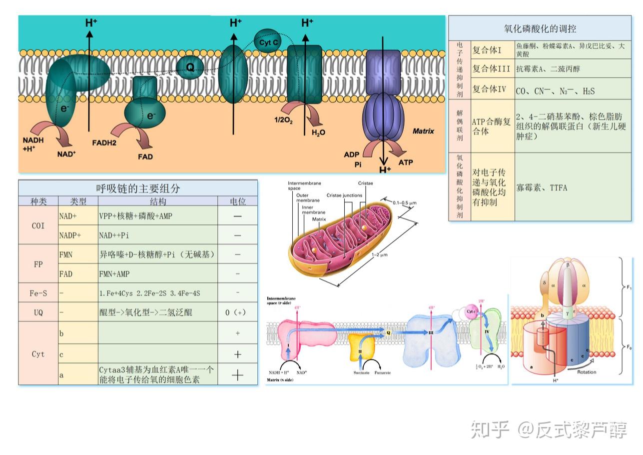 离子在细胞膜内外的不平均分配是怎样形成的? - 知乎