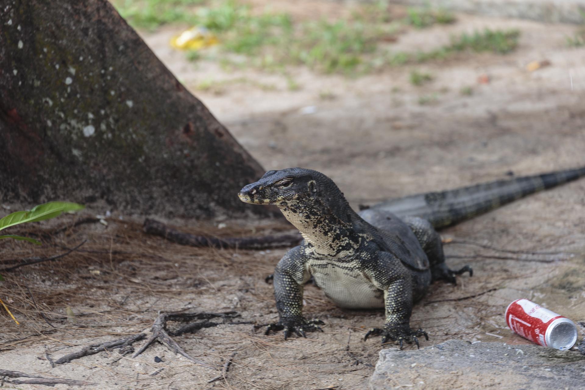 「五爪金龙」圆鼻巨蜥现身云南,其唾液含剧毒,寿命可达 150 年是真的