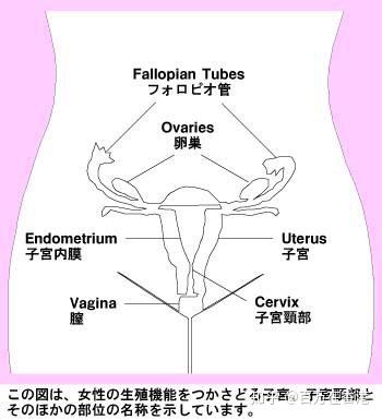 有哪些关于两性健康的冷知识？