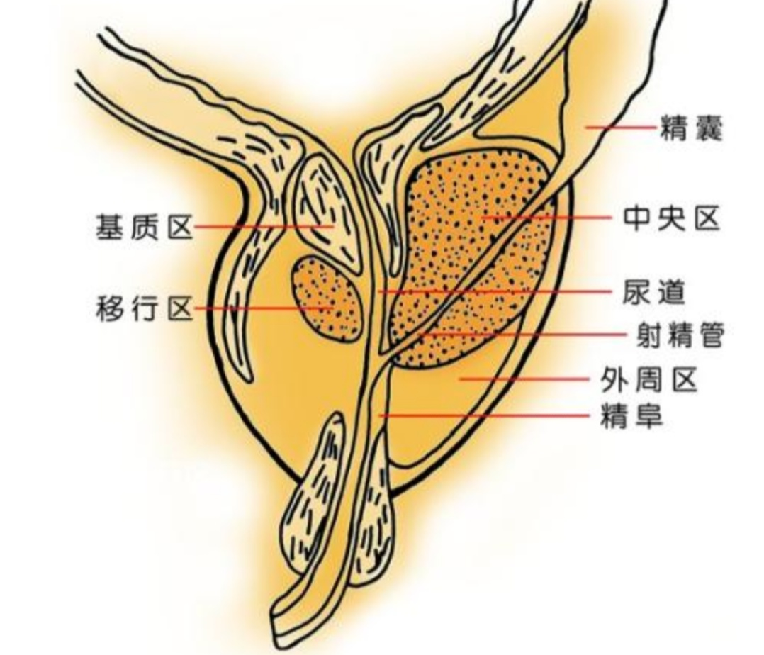 前列腺有什麼作用? - 知乎