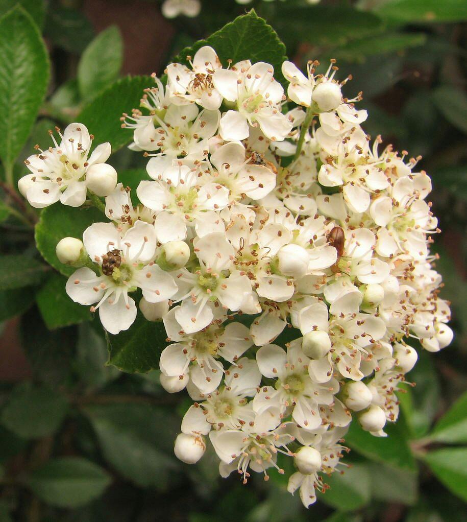 这是啥果果实能吃吗好吃吗怎么吃