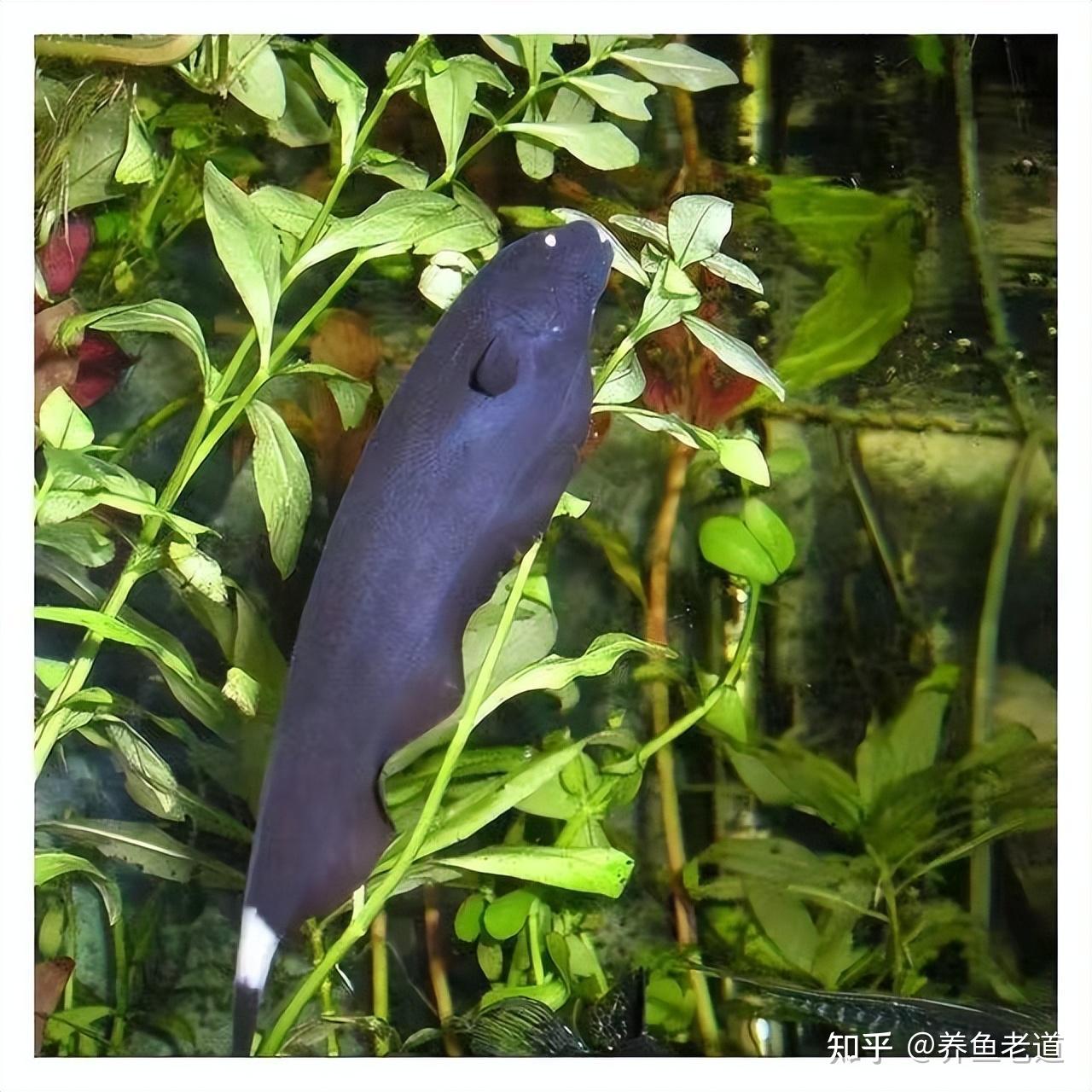 观赏鱼中的三位刀客,一个比一个更大、更凶残 - 知乎