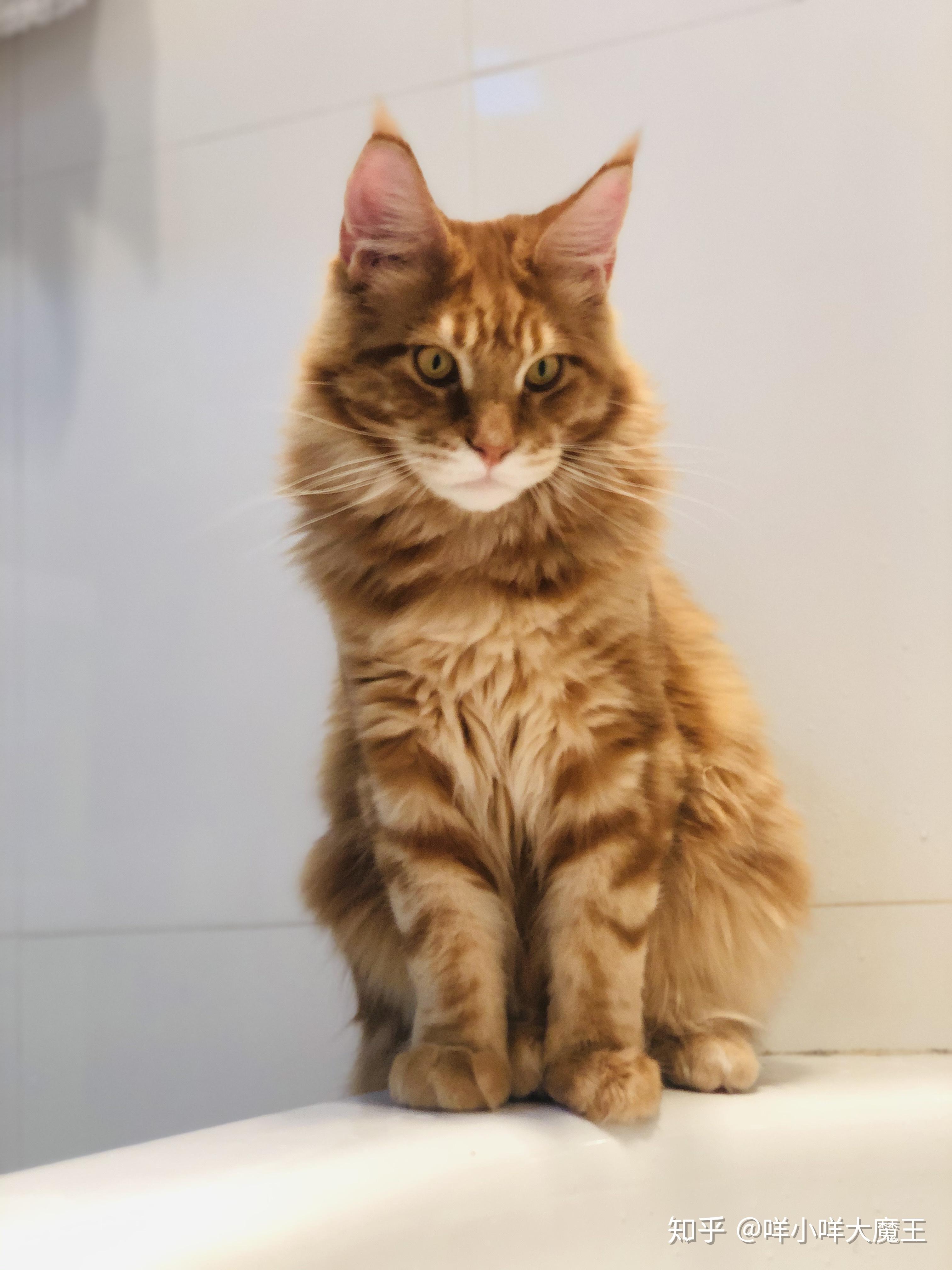 缅因猫买什么颜色好