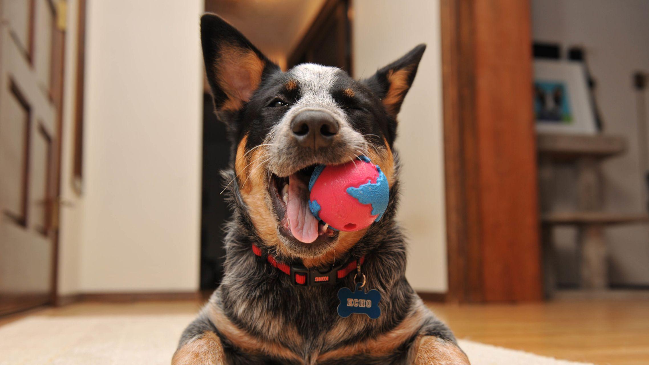 有哪些二货专用手机壁纸