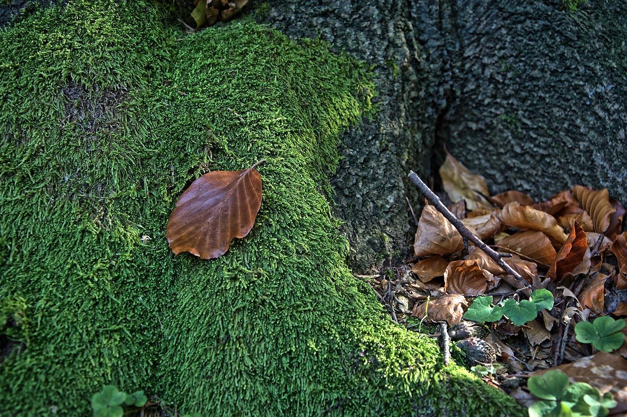 独特的绿色生命