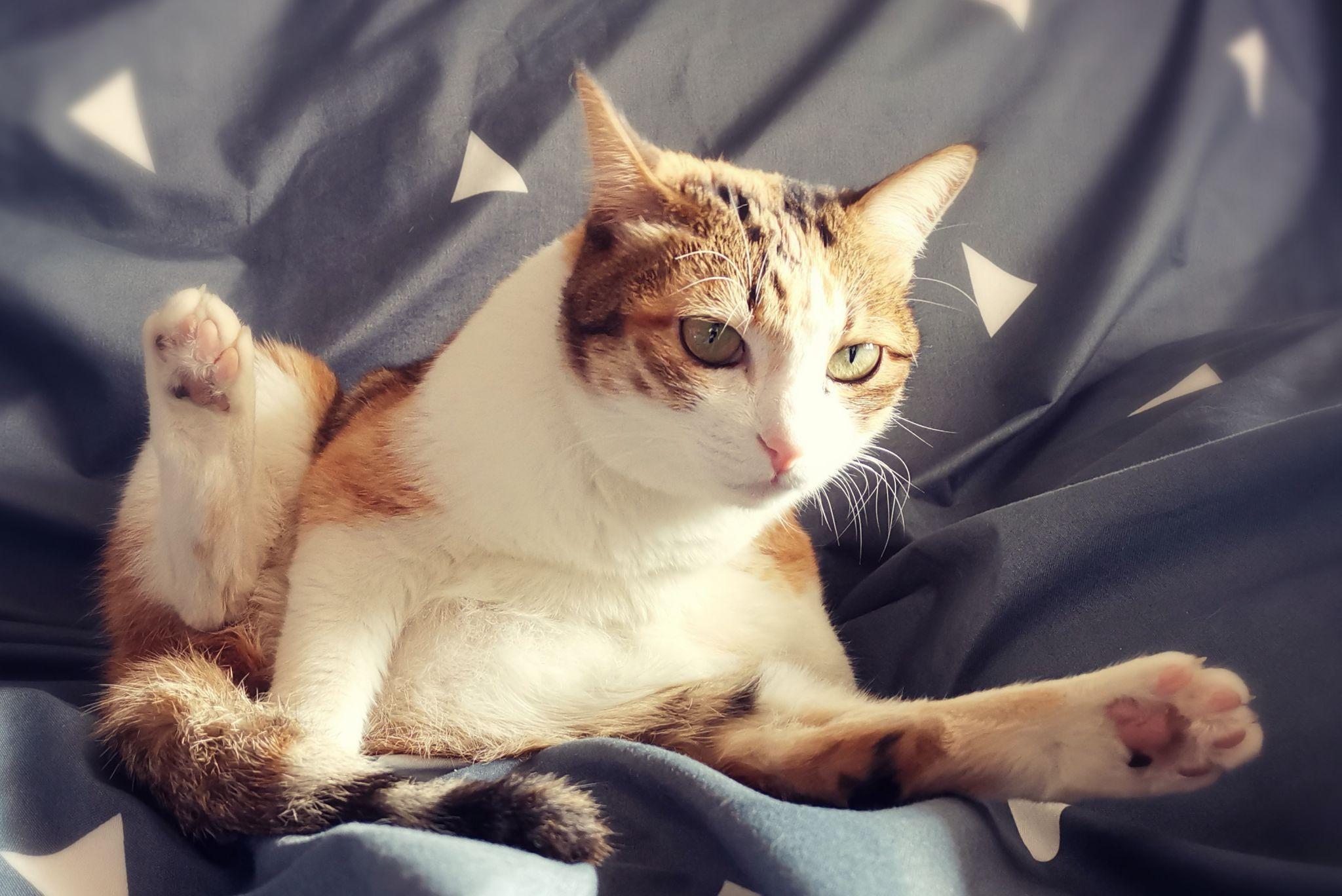 猫在家里找不到了怎么办