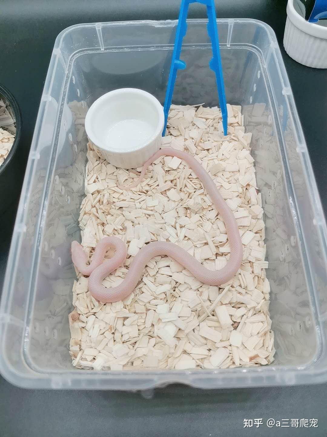 新人养玉米蛇应该在蛇多大的时候比较好上手