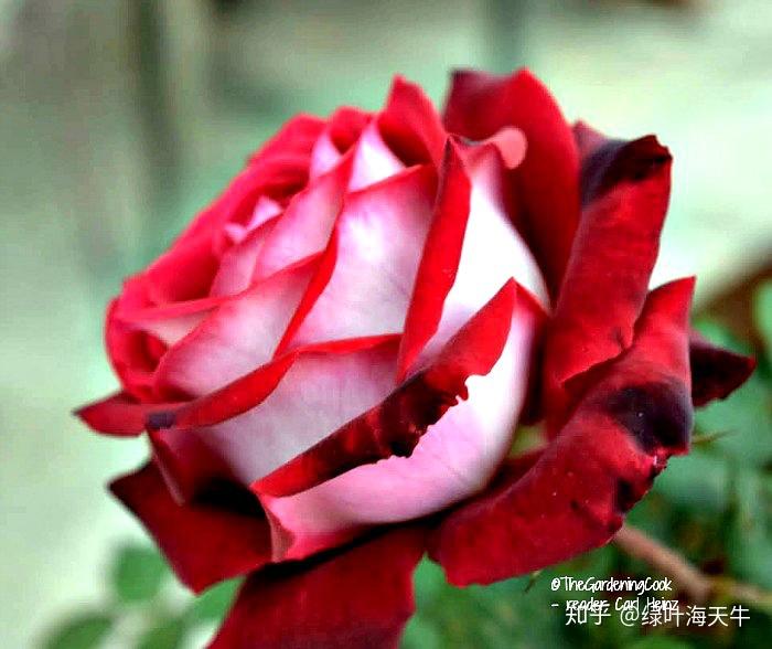 奥西利亚玫瑰花语图片