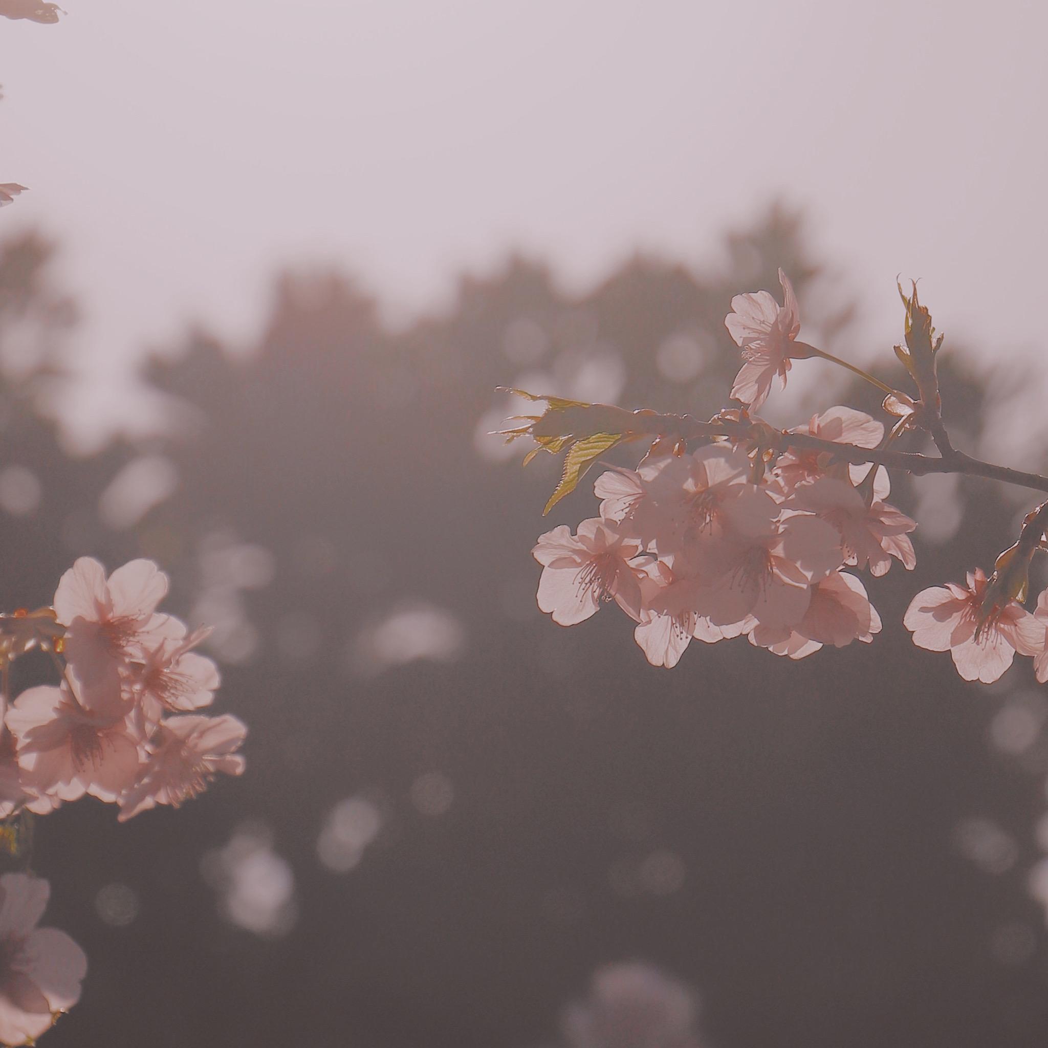 想康康大家的ipad壁纸可以分享一波吗