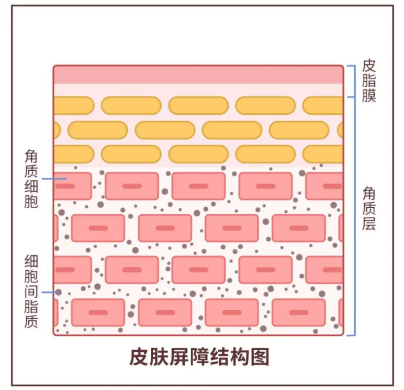 皮肤水分的流失过程到底是怎样的?