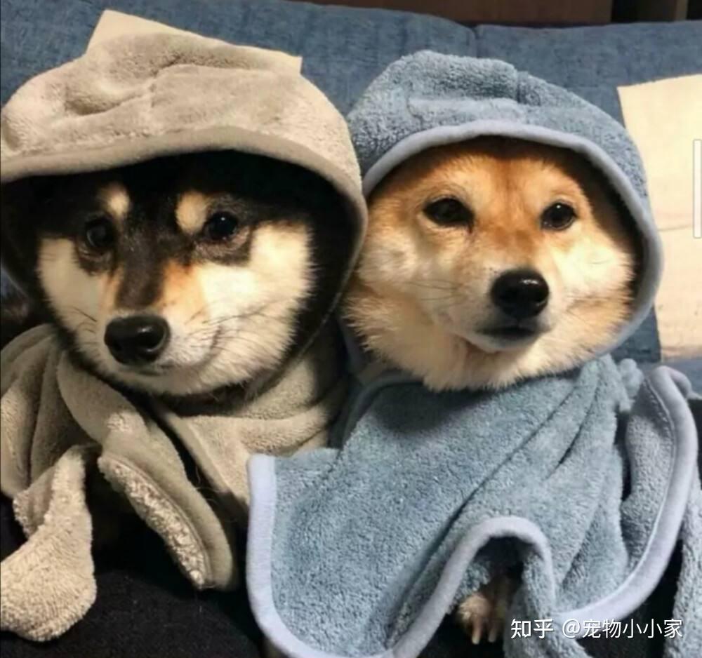 “小八嘎”柴犬为什么这么受欢迎?原因还是得看这几点! - 知乎
