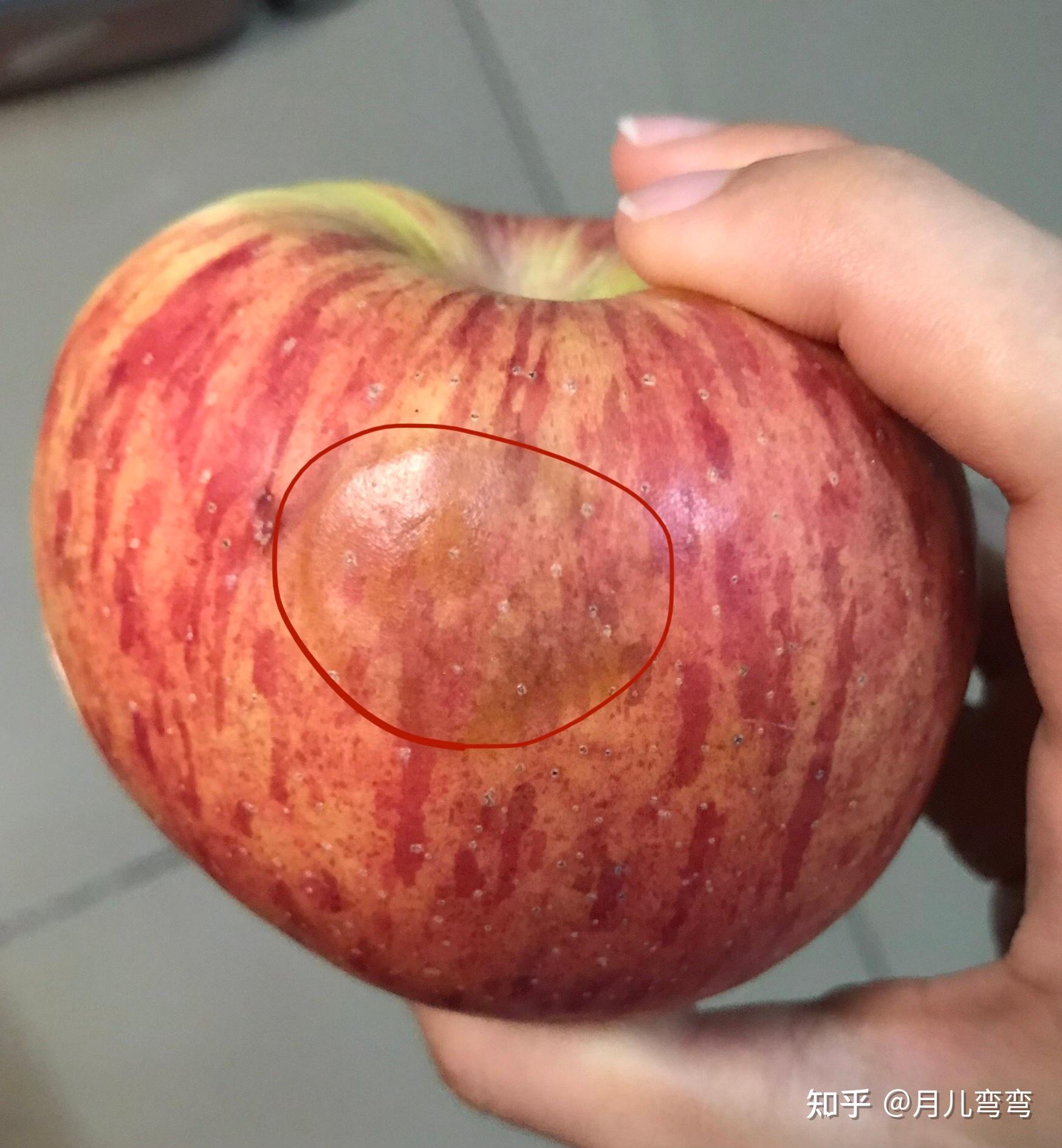 苹果撞伤和腐烂怎么区别