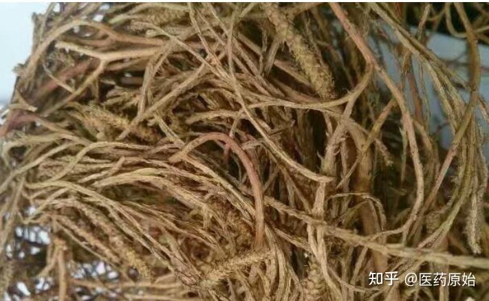带你识别伸筋草 - 知乎