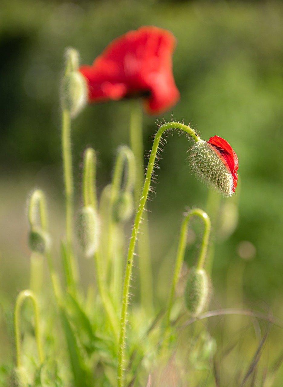 2. 罂粟药用价值