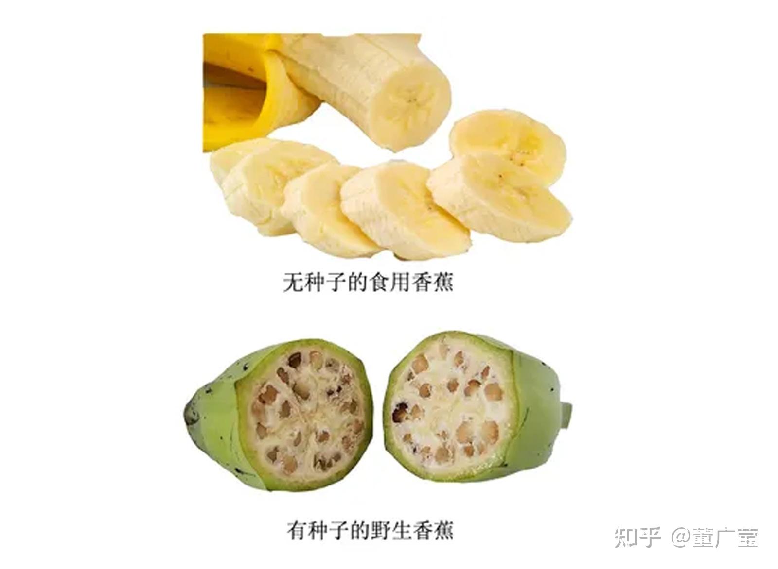 水果店里的香蕉用什么催熟的,能吃吗?