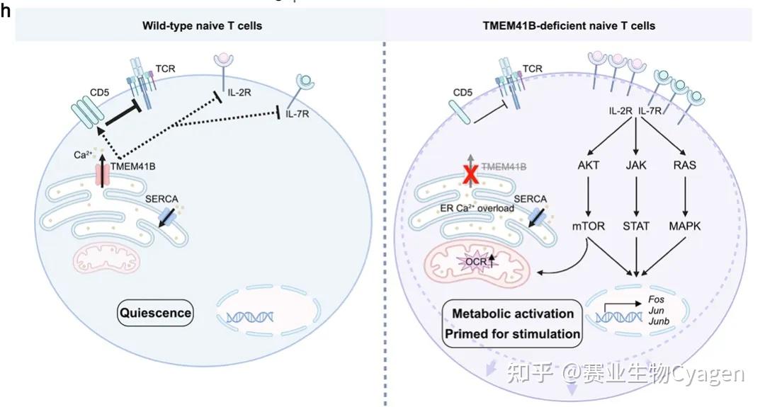 Cell Discovery丨清华大学/上海药物所研究团队发现新型的钙离子通道 - 知乎