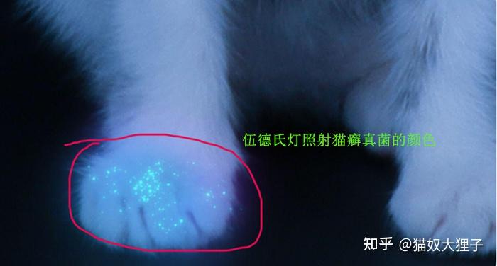 如何确定猫是否得了猫癣