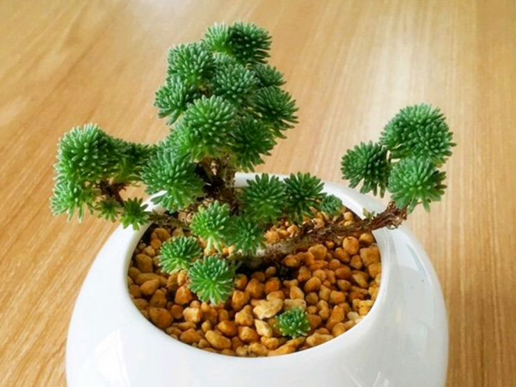 球松多肉植物的养护方法 - 知乎
