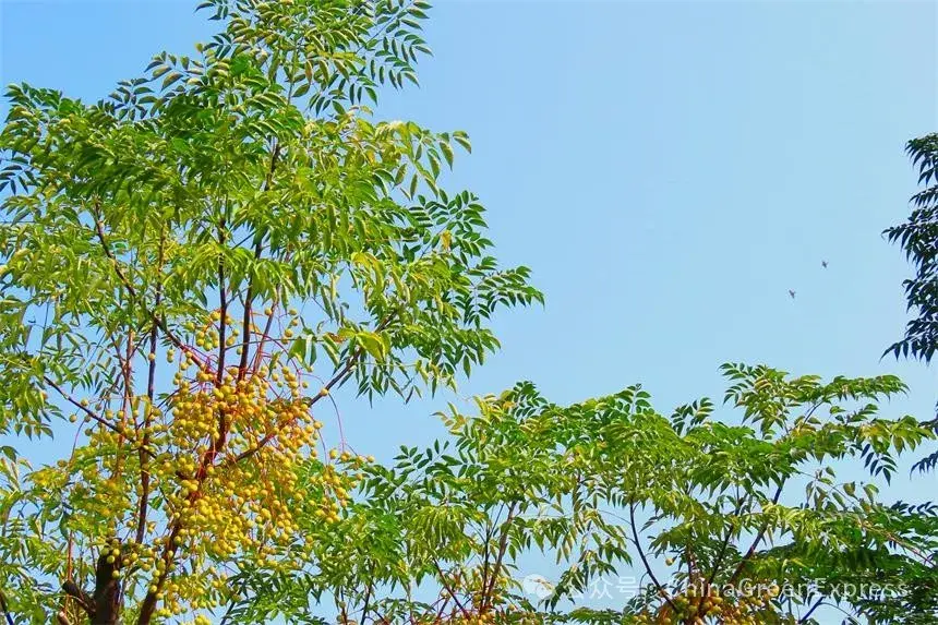 普通而新奇的楝树:虽味苦却有大用途 - 知乎