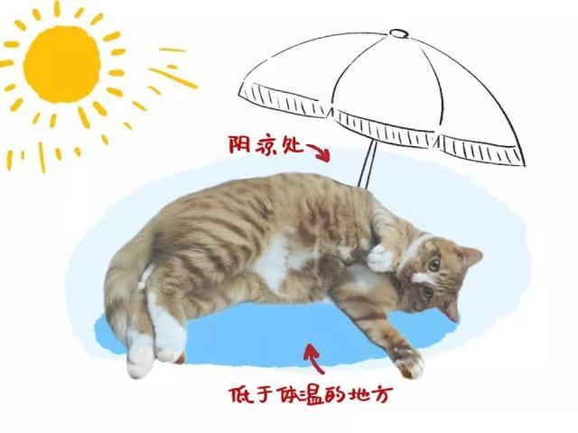 原来英短猫是这么怕热 夏天做到这几点轻松应对 知乎