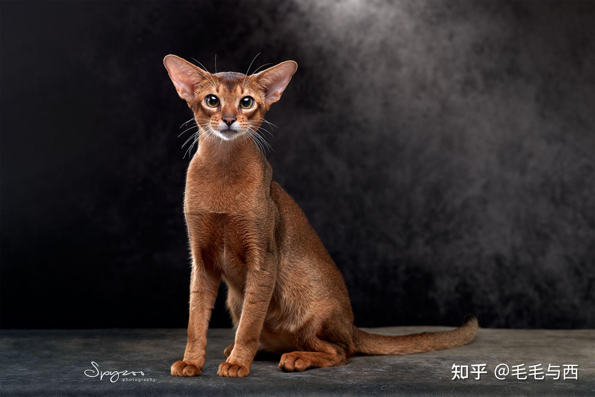 想牵一直阿比西尼亚猫回家如何寻找靠谱的猫舍