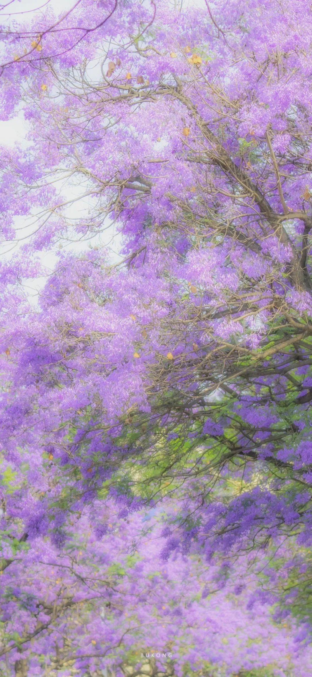 壁纸 | 浪漫紫色系蓝楹花合集 - 知乎