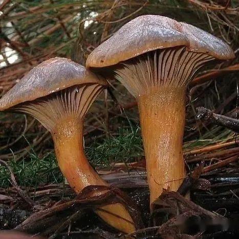 【真菌界全系列-29】伞菌目—铆钉菇科 - 知乎