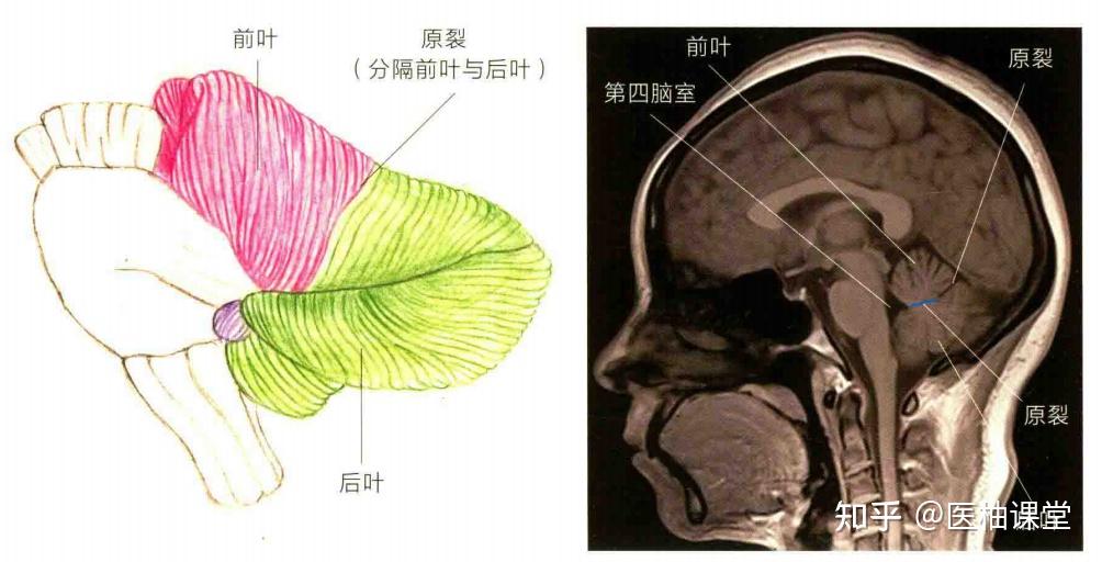 小脑的解剖与影像 - 知乎