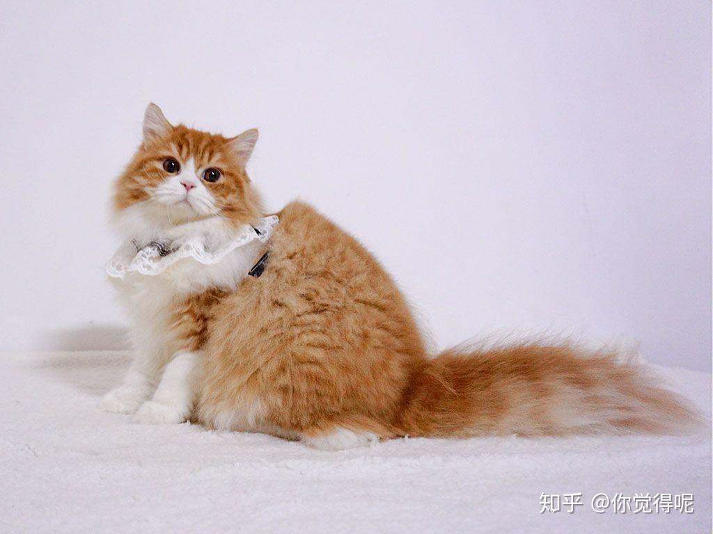 高地猫一般多少钱