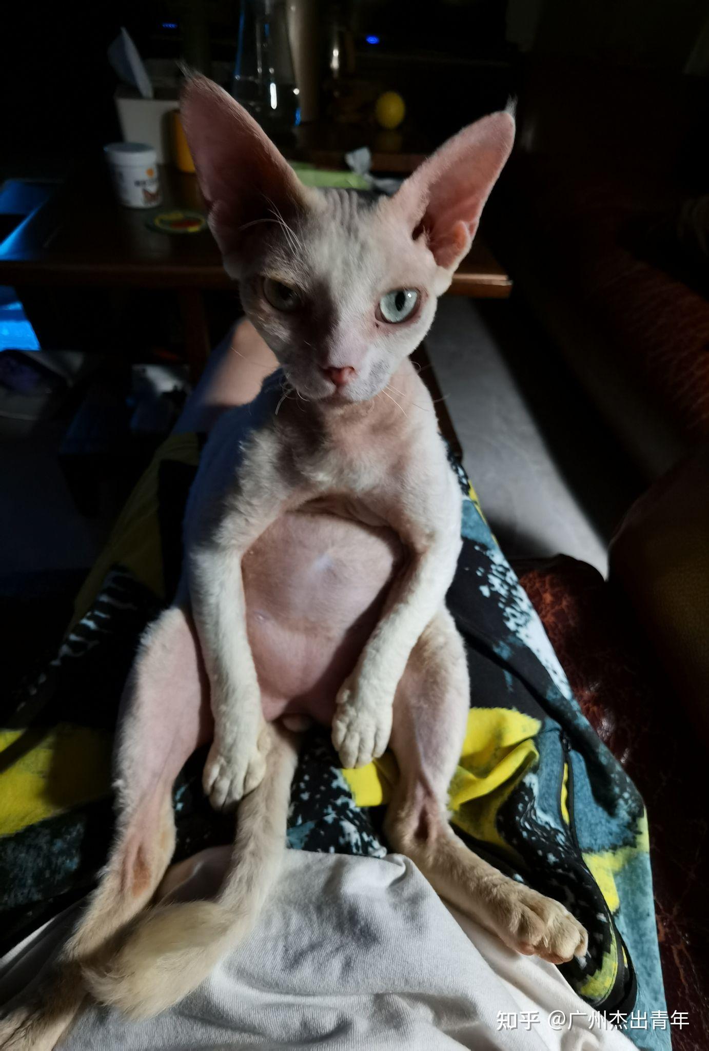 想问下关于德文秃毛,这只崽7个月了.这是德文么?