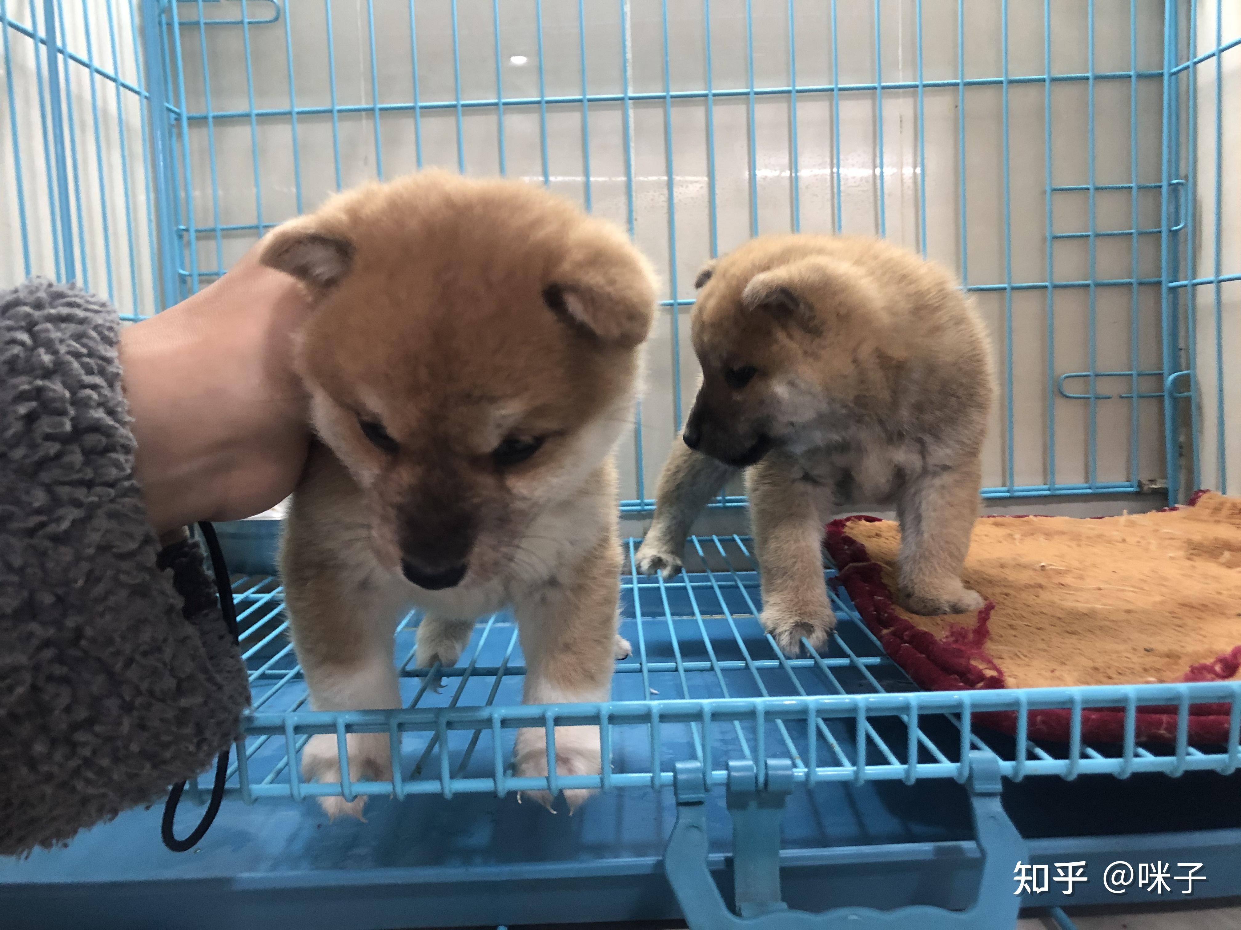 柴犬2500这个 是串串吗?