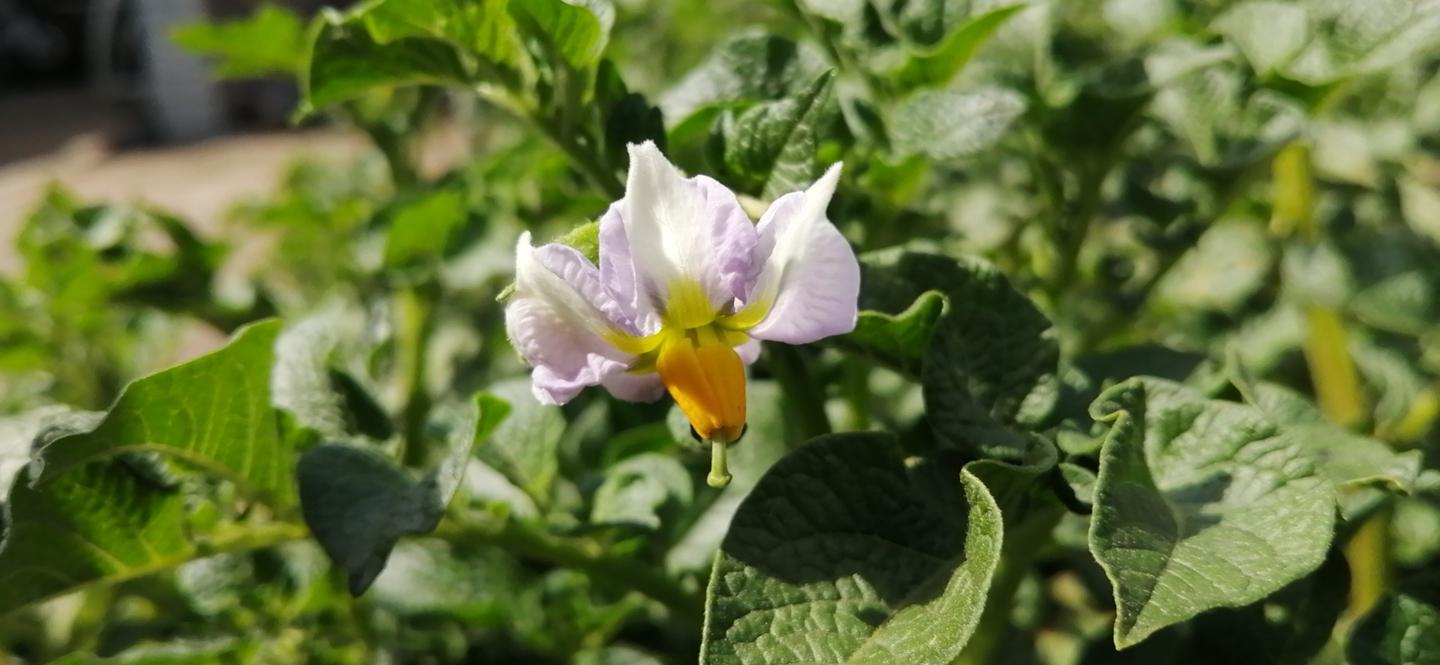 你知道土豆花长啥样吗 知乎