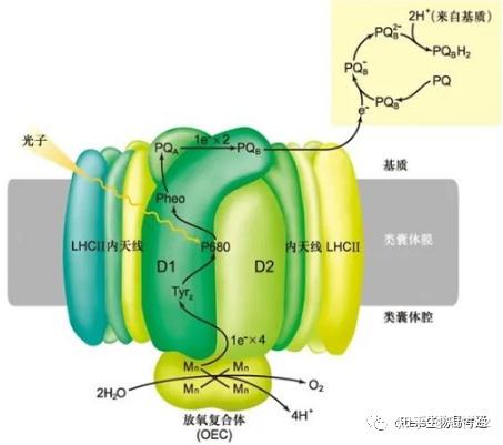 细胞生物学高频考点(十二)之光合作用的光反应内容及思维导图 - 知乎
