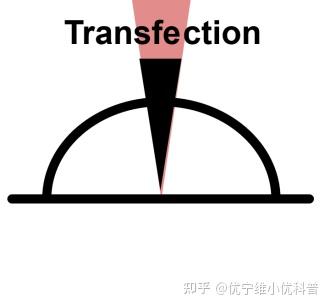 新上市RevIT™ AAV Enhancer, 提高AAV产量的又一利器! - 知乎