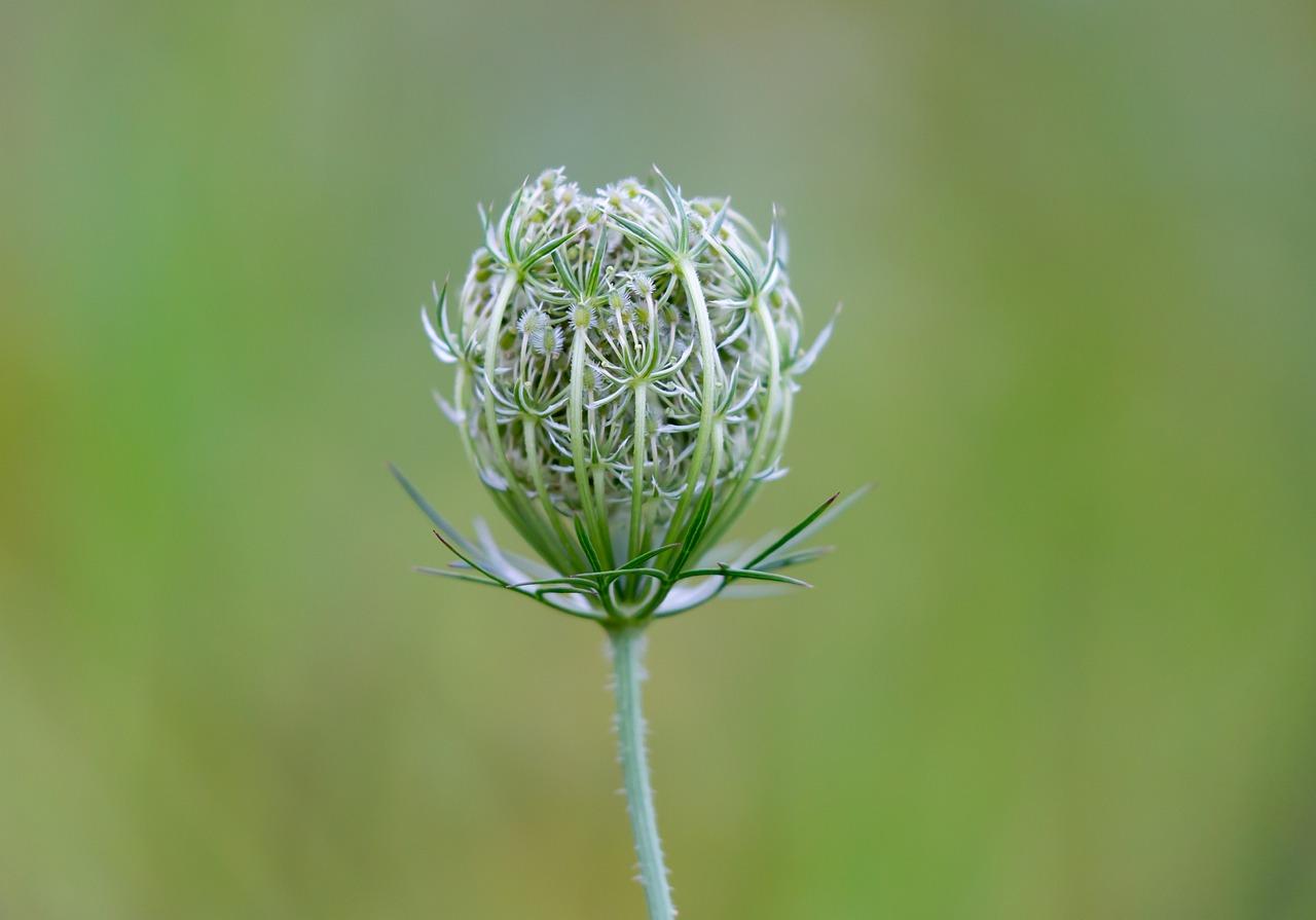 4. 秋葵施肥管理