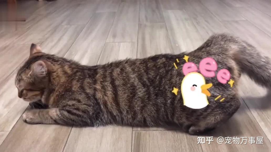 猫咪发情期,这些注意事项你 get 了吗? - 知乎
